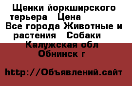Щенки йоркширского терьера › Цена ­ 20 000 - Все города Животные и растения » Собаки   . Калужская обл.,Обнинск г.
